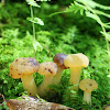 Ochre Jelly Club Mushrooms