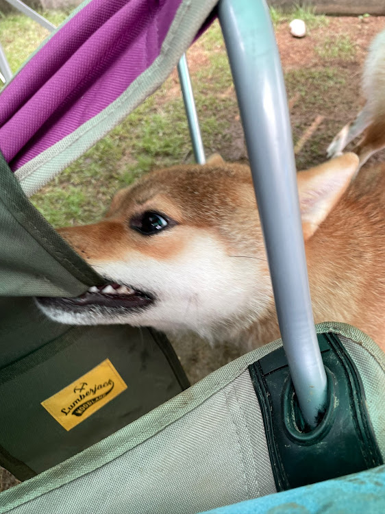 F430の柴犬姉妹・お馬さん？柴犬マーク？に関するカスタム事例の投稿画像13枚目