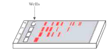 Processes of Recombinant DNA Technology