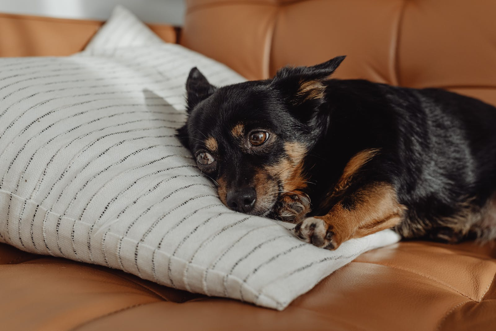 tired just tired dog