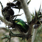 Rose-chafer