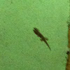 Comman house gecko