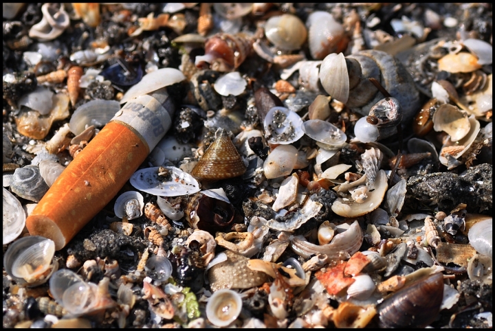 Natura e spazzatura di Gigliola Pighin