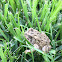 American Toad