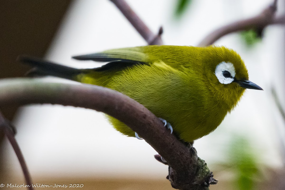 Kilimanjaro White-eye