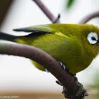 Kilimanjaro White-eye