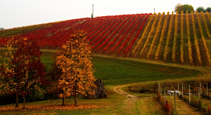 Sulle colline di Castelvetro... di Francesca Malavasi