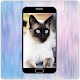 Download wallpapers cat & dog For PC Windows and Mac 1.1.1