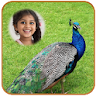 Peacock Photo Frames HD icon