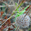 Lily Bush-Cricket