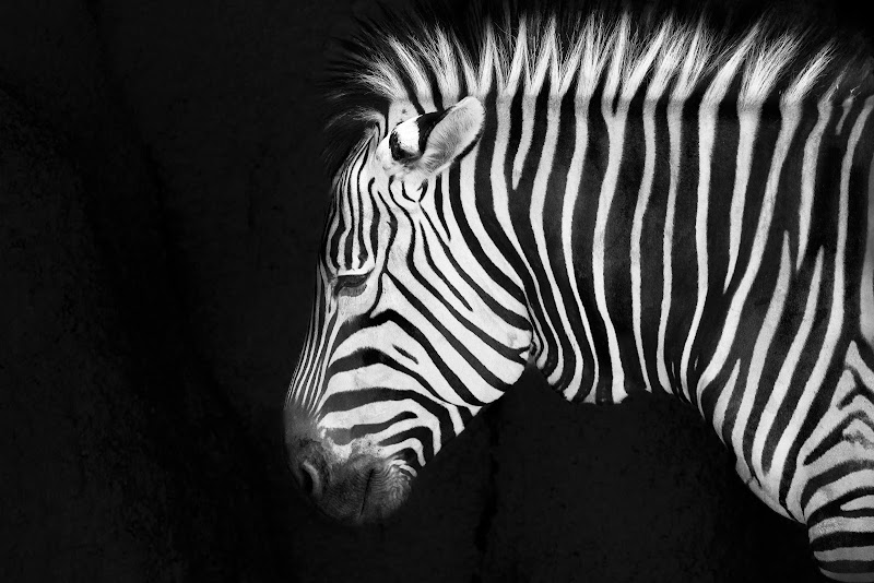 zebra di albertococco