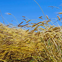 il grano è vita.... di 