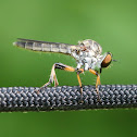 robber fly