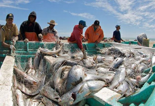 Local fishermen from El Golfo de Santa Clara unload Gulf corvina from a gill net. Catches from a single boat can exceed one ton..