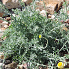 Desert Marigold