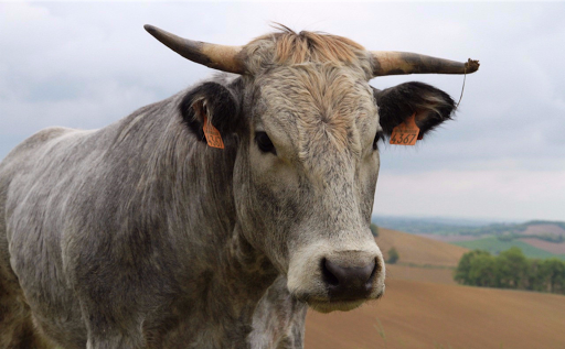 site web mobile créé par La ferme des 3 vaches