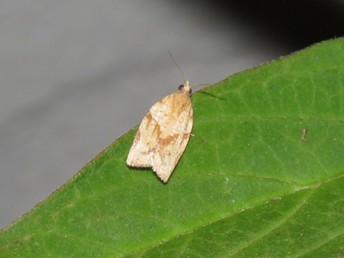 Garden Tortrix Moth