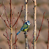 Eurasian Blue Tit