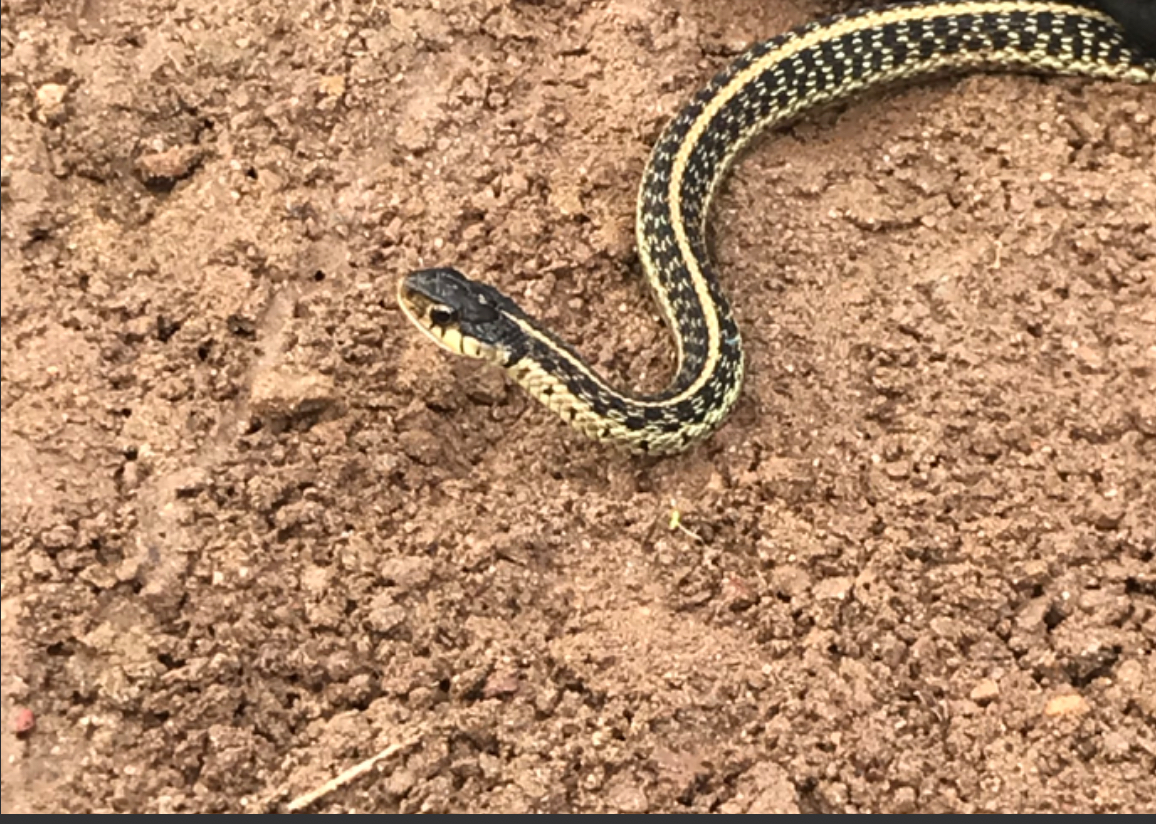 Eastern garter snake