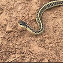 Eastern garter snake