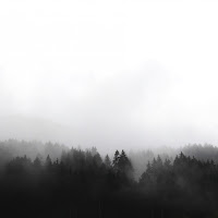 fog among pines di 