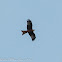 Red Kite