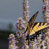 Eastern Tiger Swallowtail, male