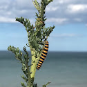 Cinnabar Moth