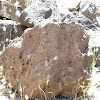 Sagebrush Lizard