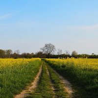 Campo giallo oro di 