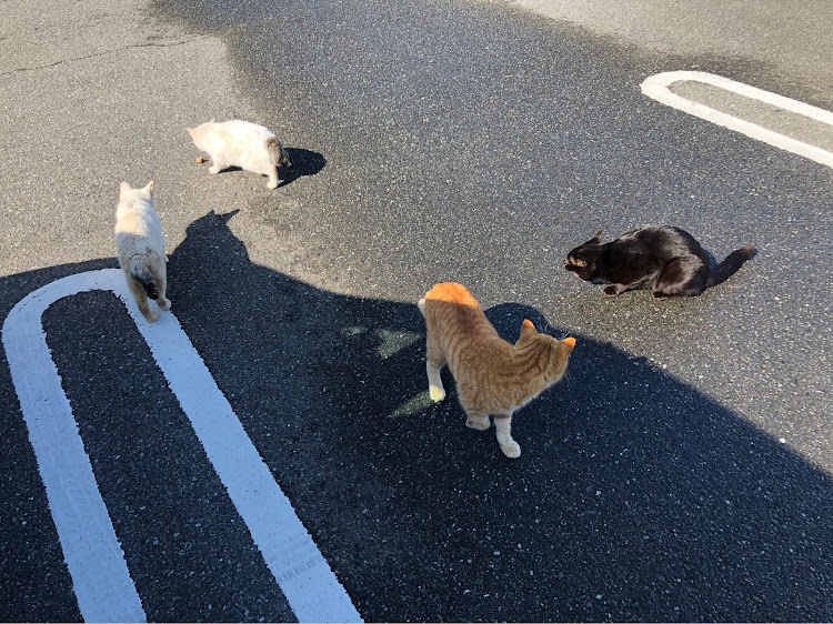セレナの猫好き・おっぱい揉みたい・西日本ファミリー・関西弐伍保存會・短小包茎フニャチン野郎の僕ですが元気に生きてますに関するカスタム事例の投稿画像4枚目