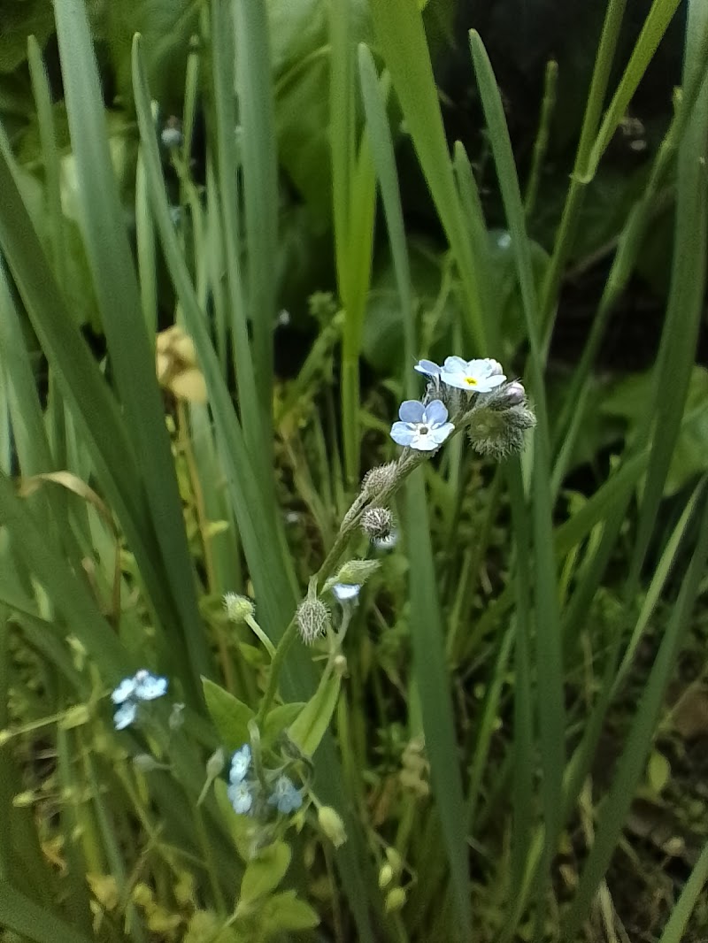 L'erba, seppur piccola... di Zarete