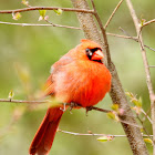 Northern cardinal