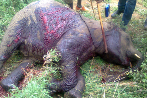 SELF-DEFENCE? A baby elephant speared to death on Thursday by members of the Ilbisil community, Kajiado county. The residents have threatened to kill more elephants if KWS does not address the human-wildlife conflict.Photo/Kurgat Marindany