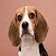 Beagle HD Wallpaper Themes