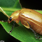 Leaf Beetle