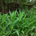 Common Teasel