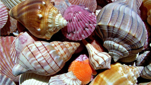 Seashells Live Wallpaper