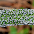 slime mould