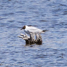 Black-headed Gull; Gaviota Reidora