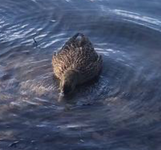 Mallard Duck