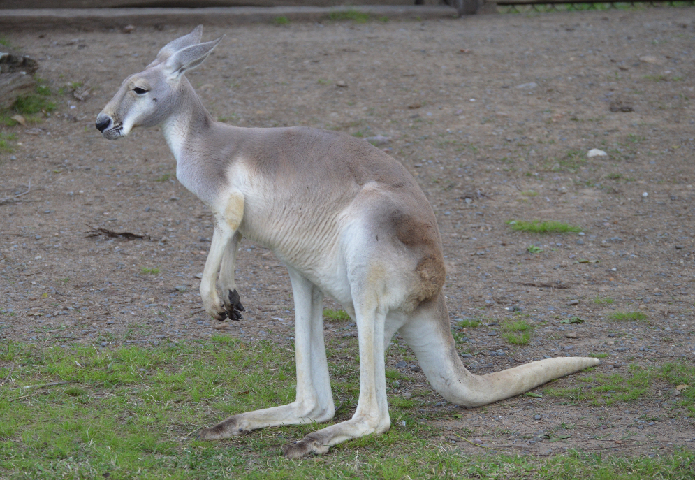 Red Kangaroo