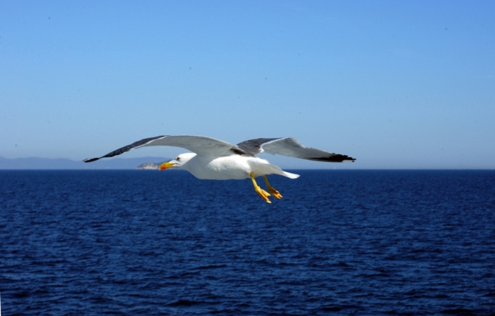 In volo di maremar