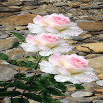 Cover Image of Unduh Pink White Roses LWP 2 APK