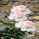 Download Pink White Roses LWP For PC Windows and Mac 2