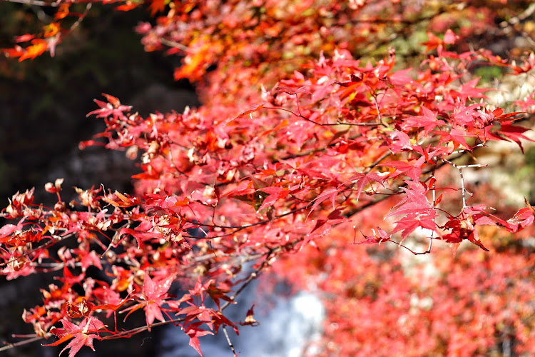 S660の黒尊渓谷・紅葉🍁・皿屋敷伝説・お菊の滝・夕陽に関するカスタム事例の投稿画像10枚目