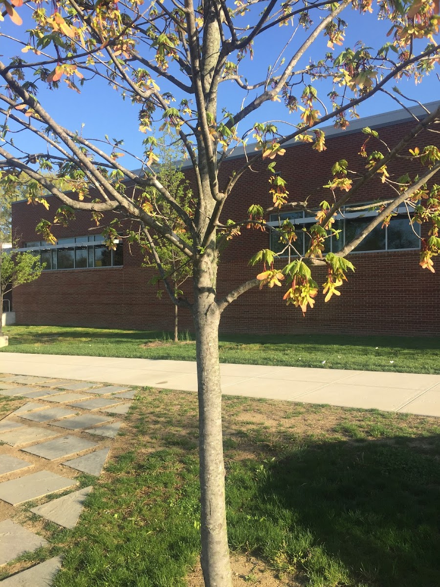 boxelder maple