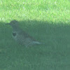 Northern Flicker