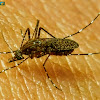 Mansonia mosquito