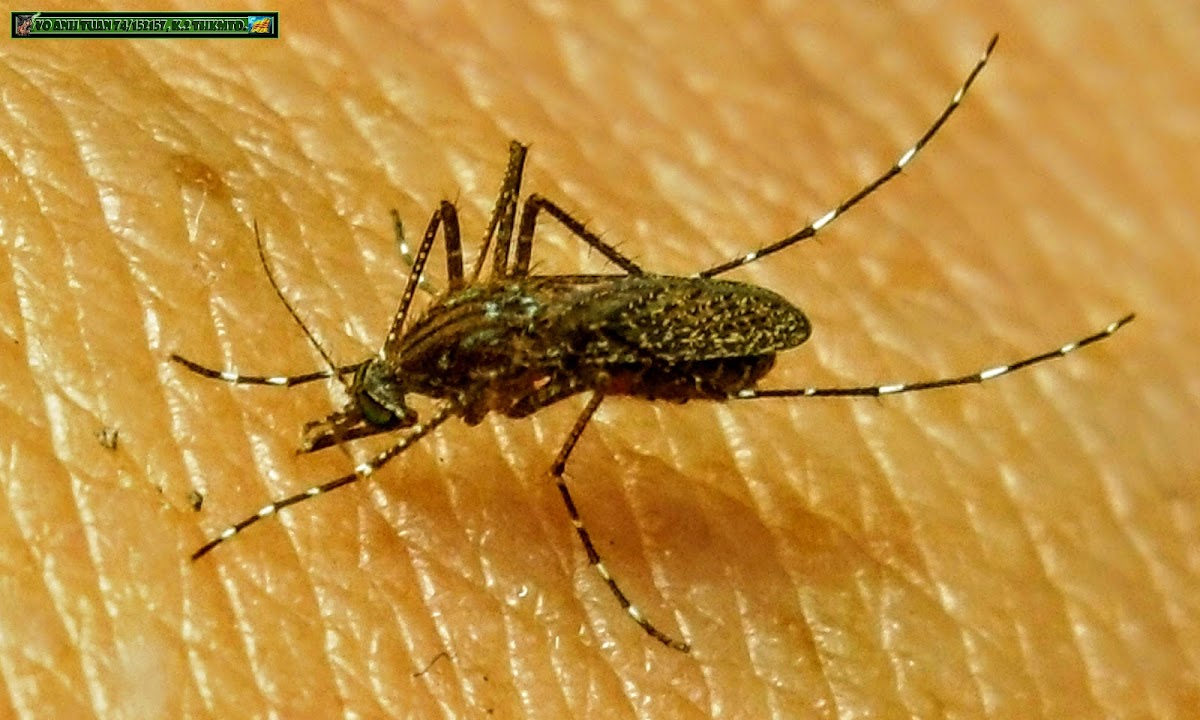 Mansonia mosquito